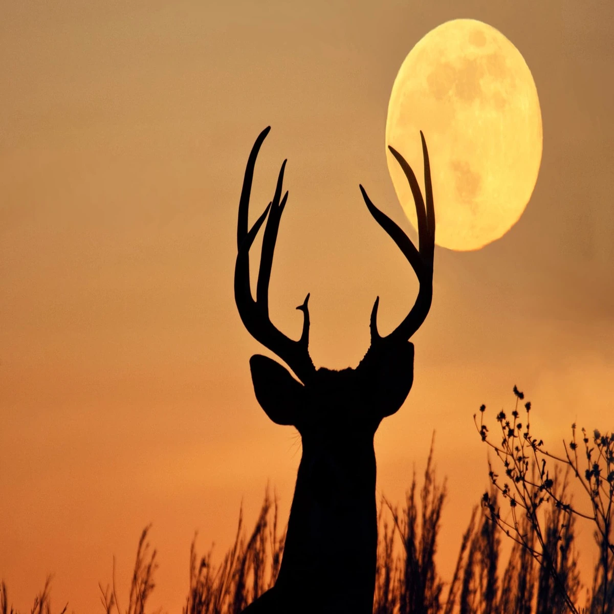 How to See the Buck Moon in July 2023 2 How to See the Buck Moon in July 2023